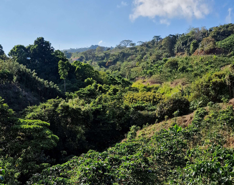 Bányai -  Dulce Geisha farm